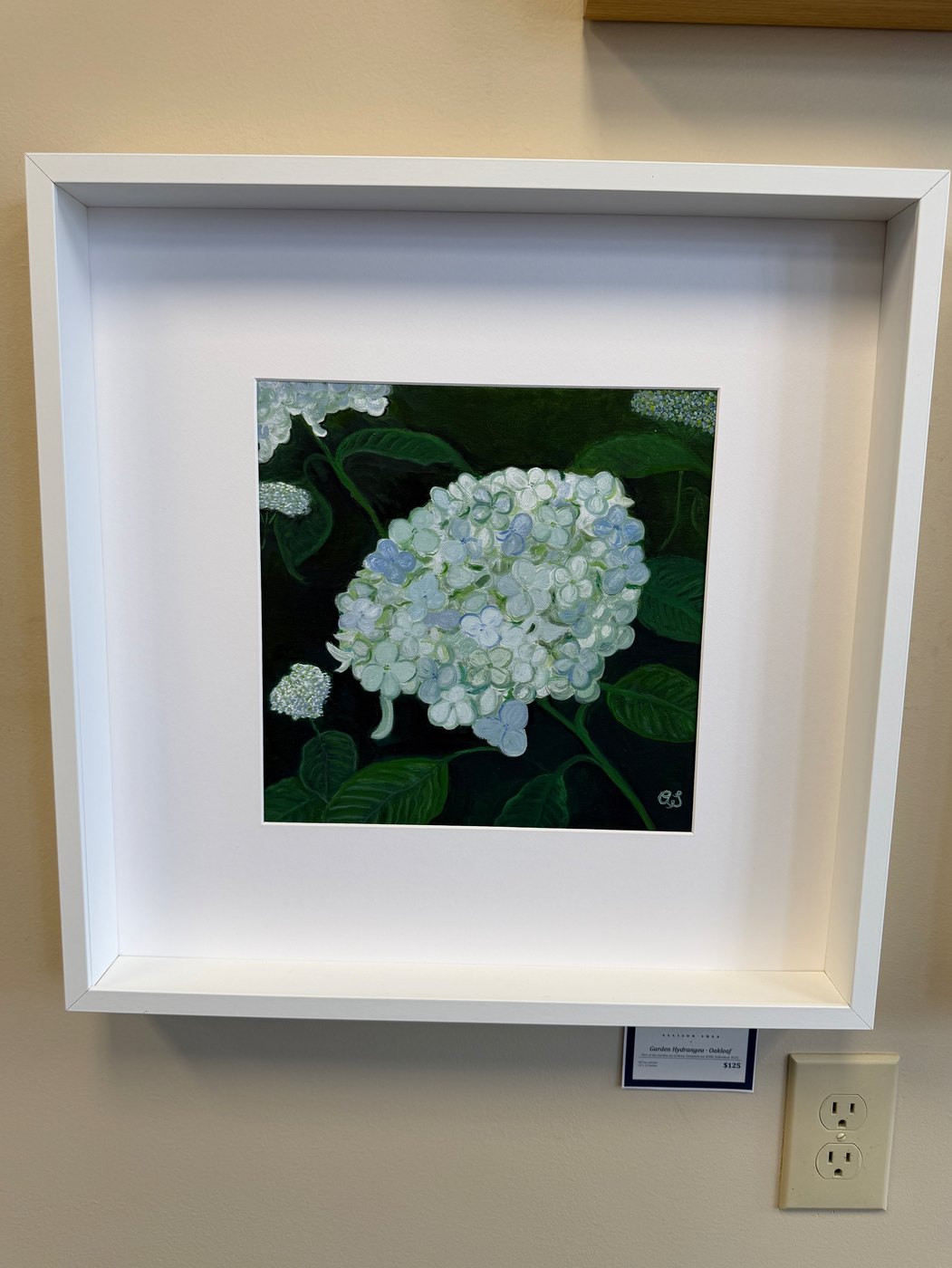 Garden Hydrangea · Lacecap